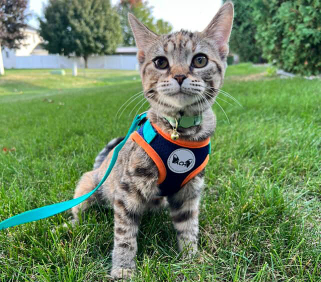 Adventure Cat Harness in navy for kittens