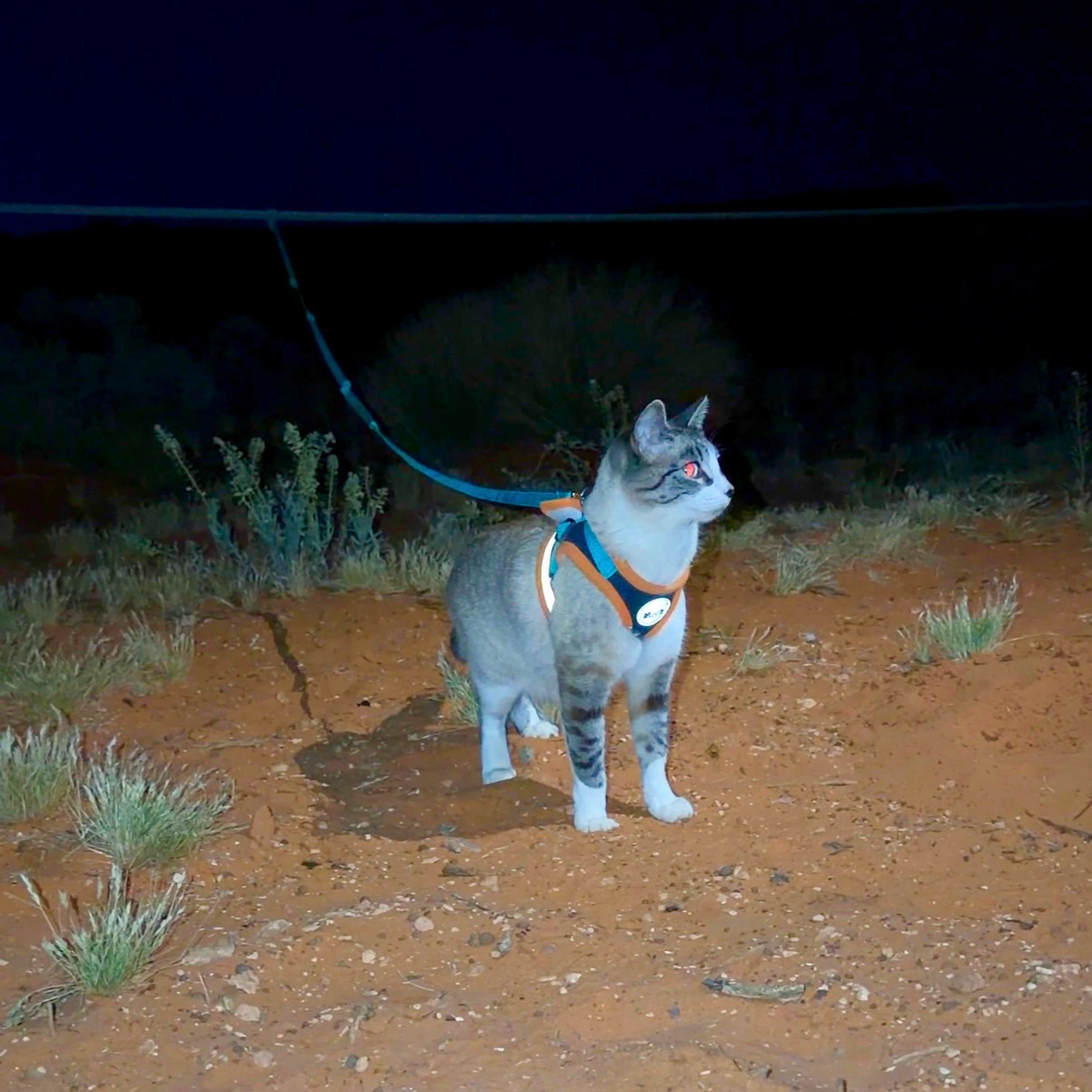 Adventure Cat Harness and Leash Set
