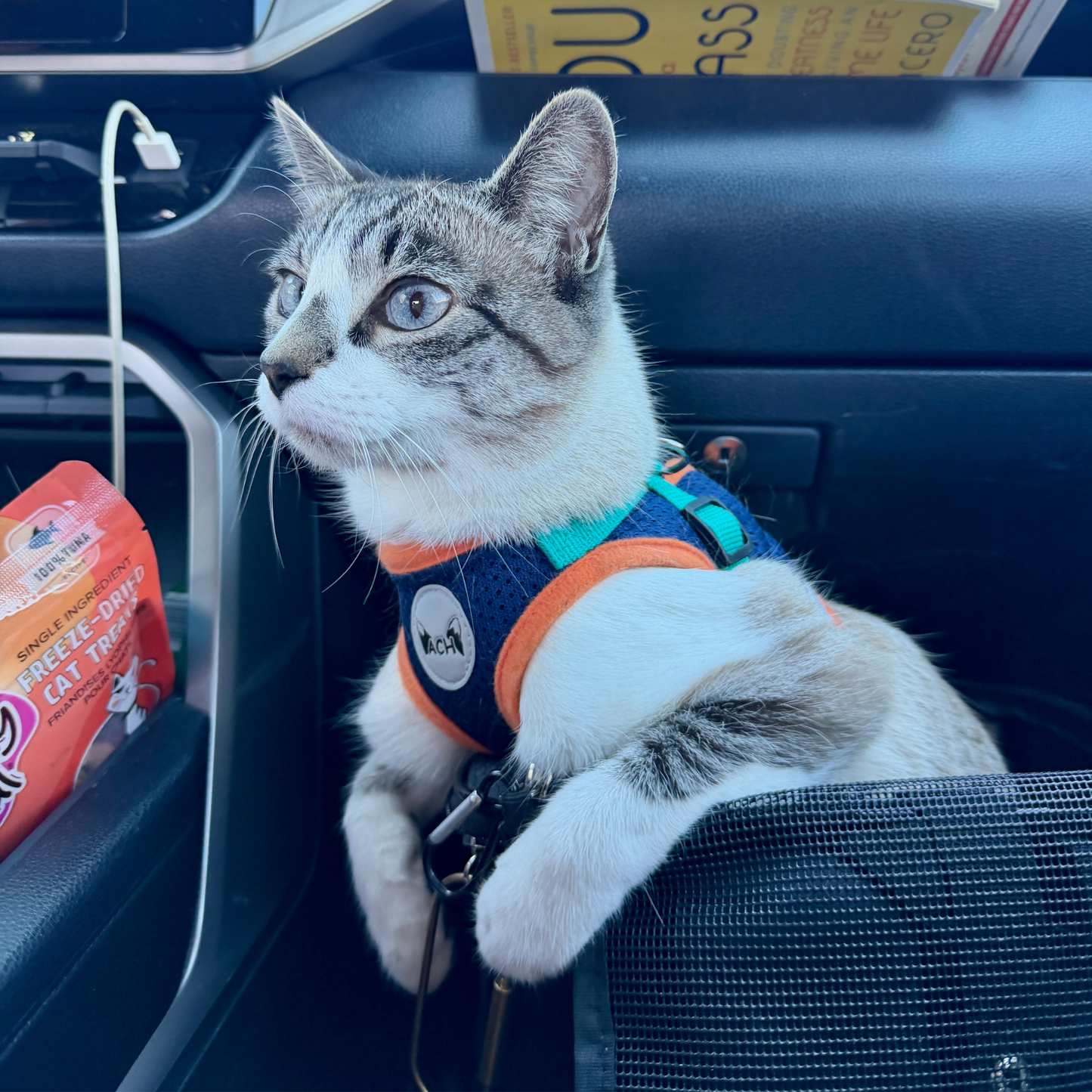 Adventure Cat Harness and Leash Set