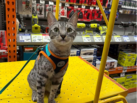 How to get your cat comfortable with their backpack