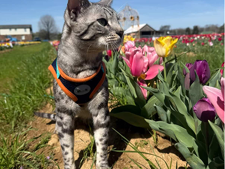 Adventure Cat Mom Designed: How achbyalwayschoosehappy is Inspiring Pet Lovers