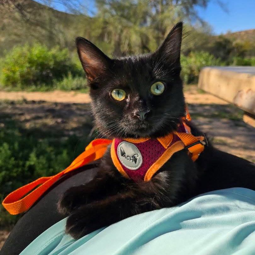 Black cat wearing an orange ACH harness with a scenic background