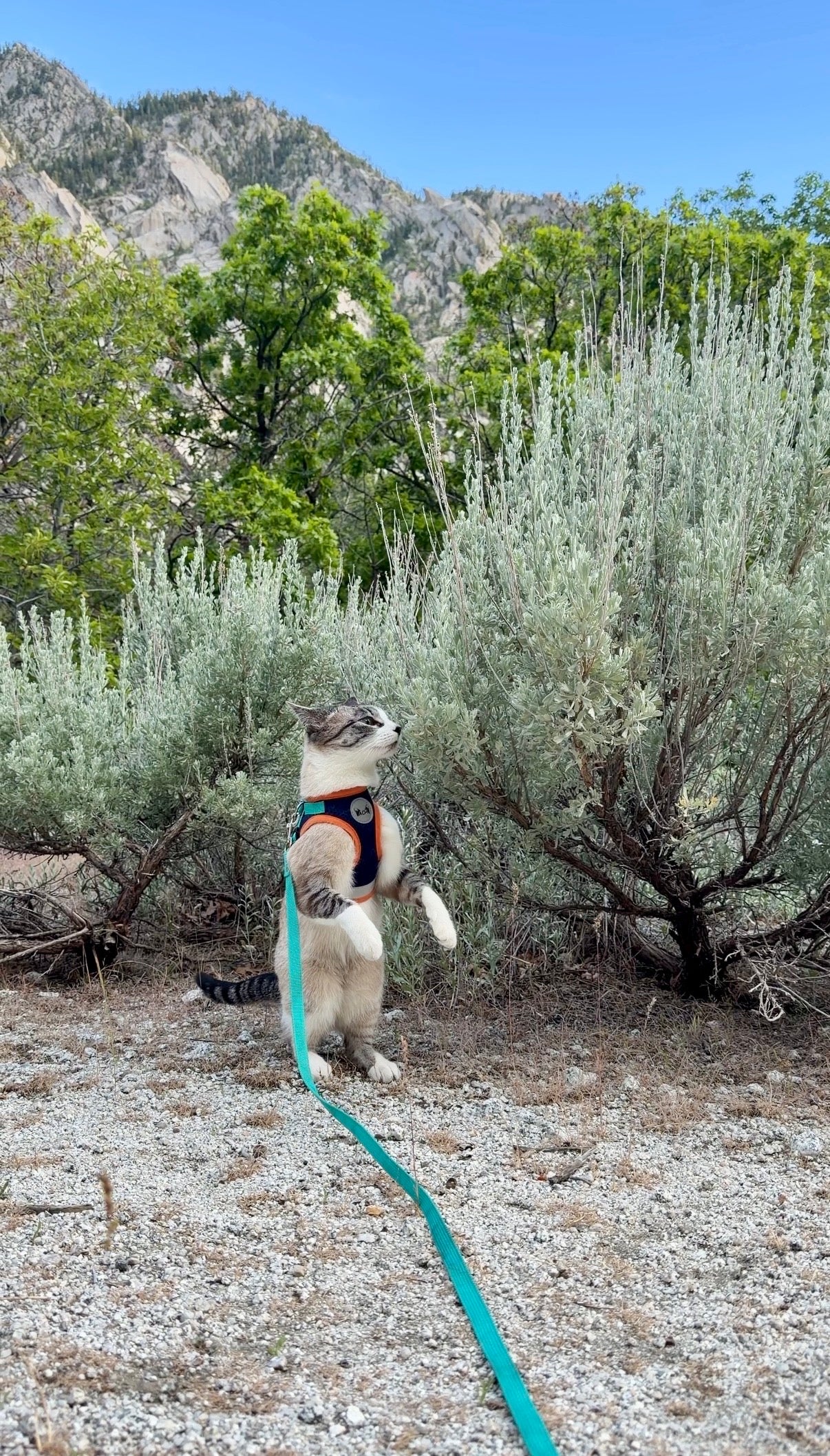 Cat on a leash in a natural setting with mountains and trees