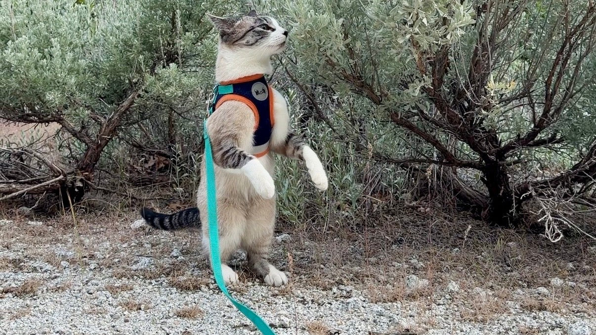 Cat on a leash in a natural setting with mountains and trees