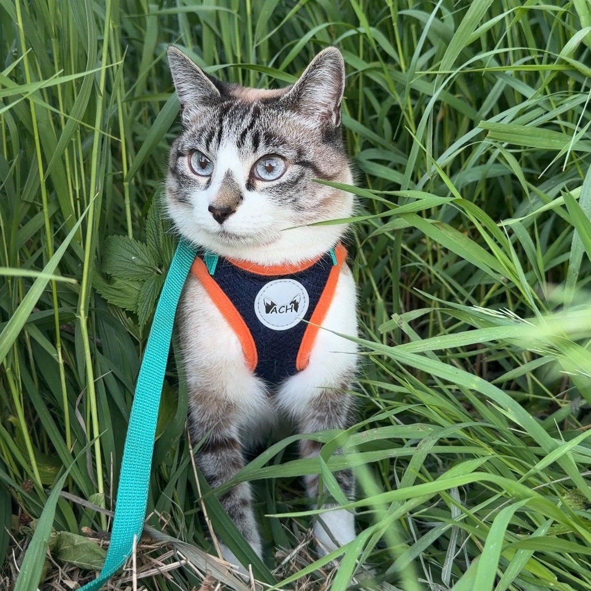 Cat on a leash standing in tall grass