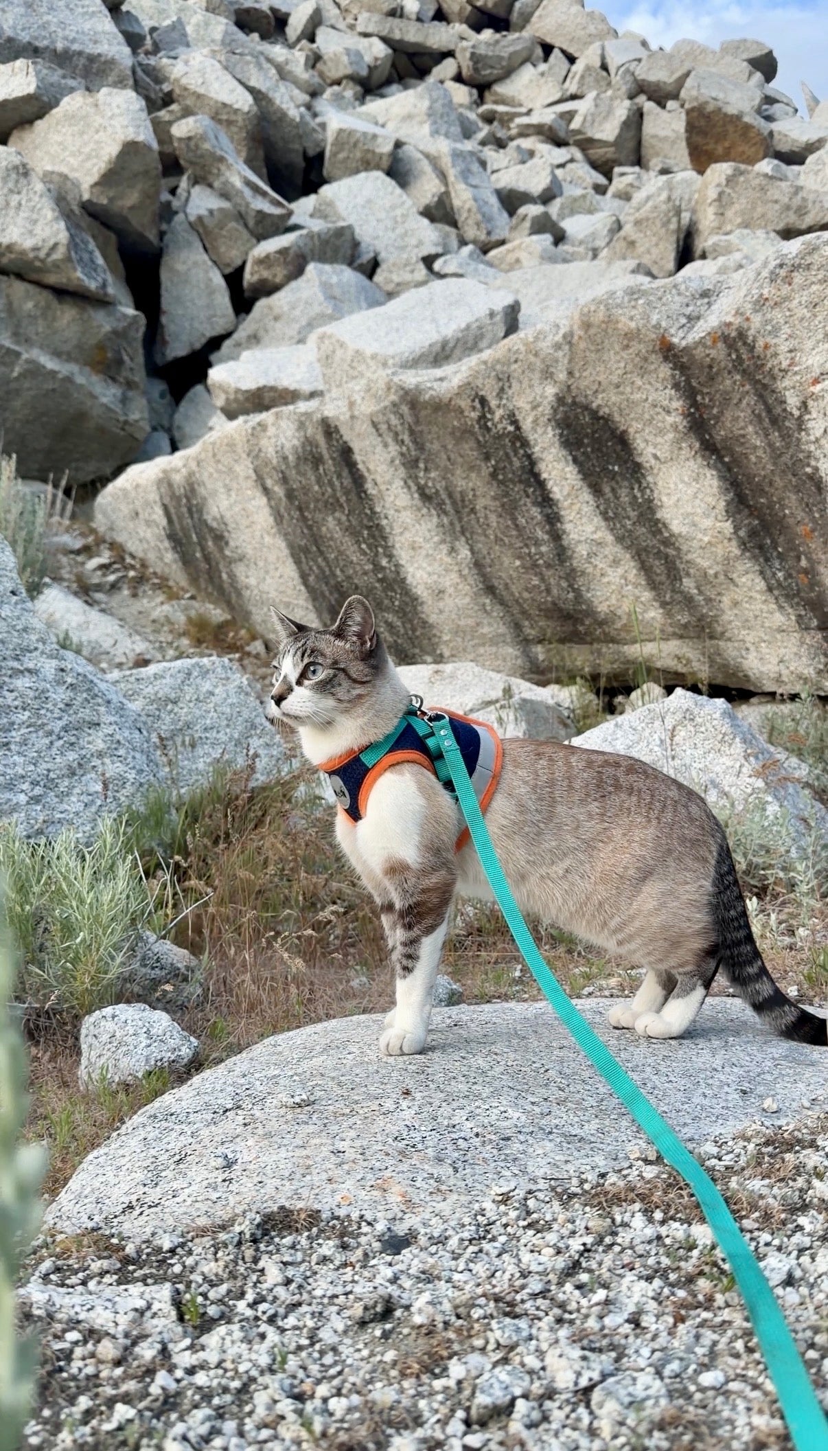 Cat on a leash standing on rocky terrain