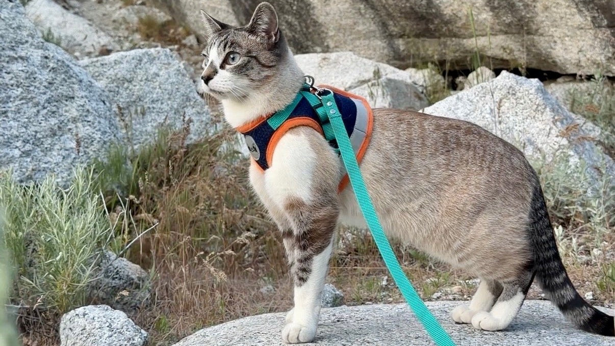 Cat on a leash standing on rocky terrain