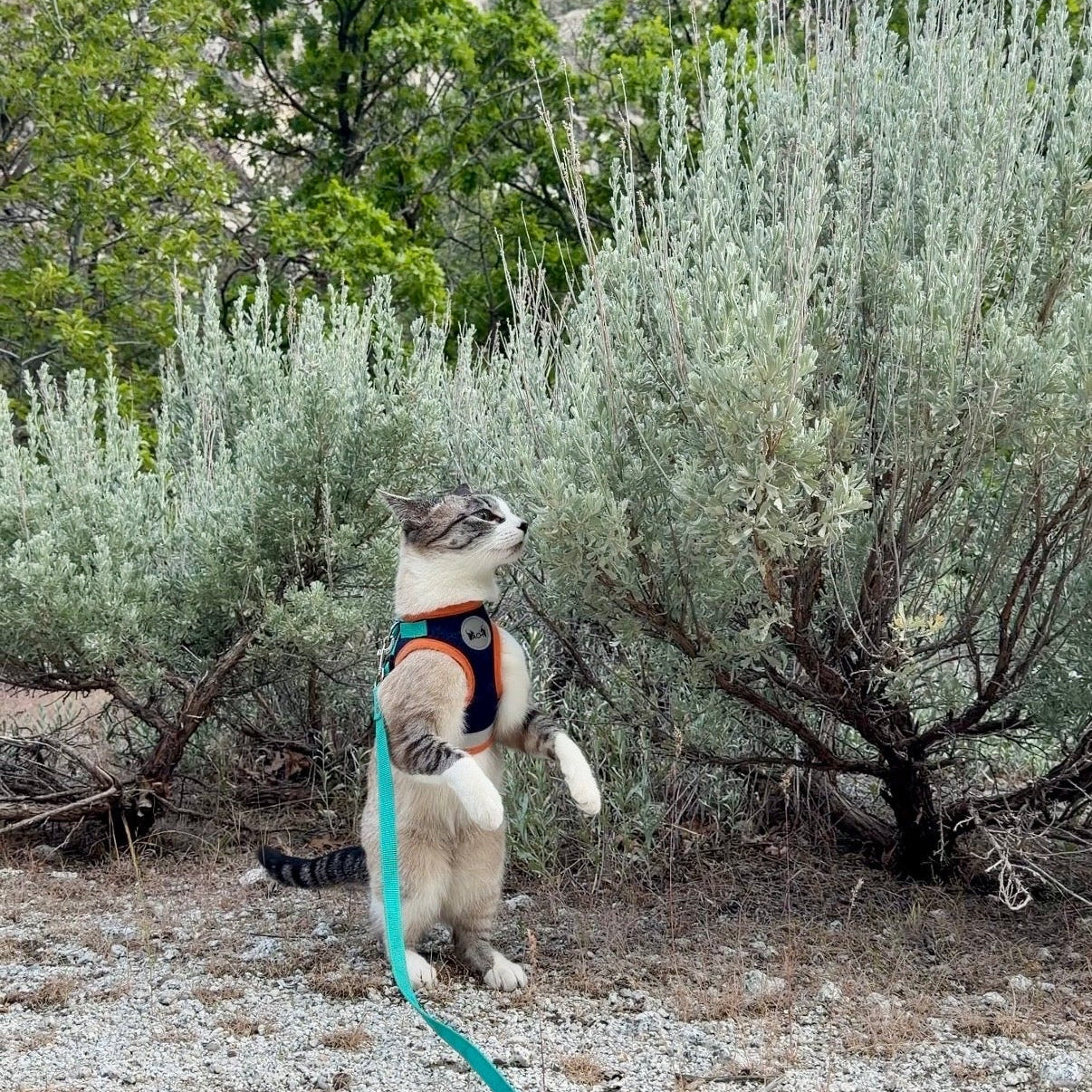 Cat on a leash in a natural setting with mountains and trees