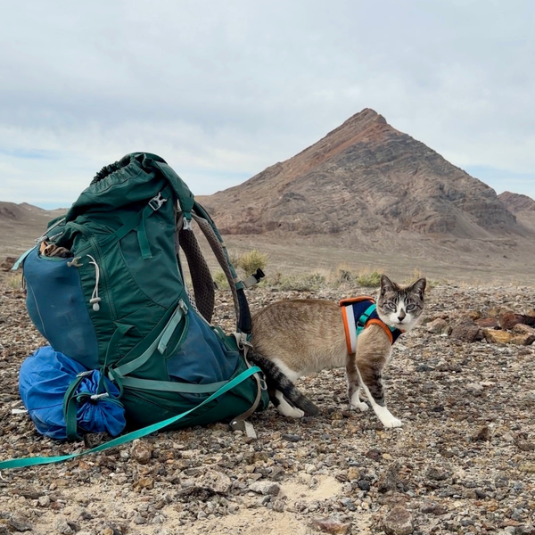 Can any cat be an adventure cat