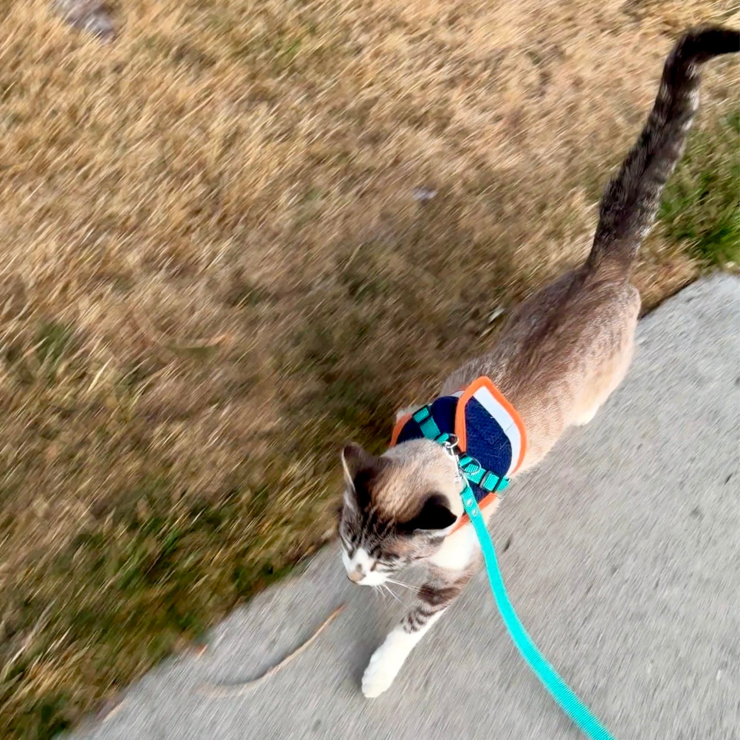 Cat walking on a leash on a grassy path