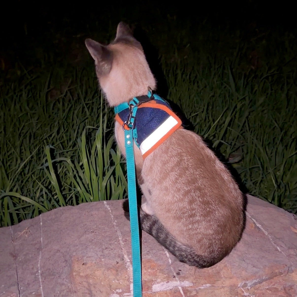 Cat on a leash sitting on a stone wall at night