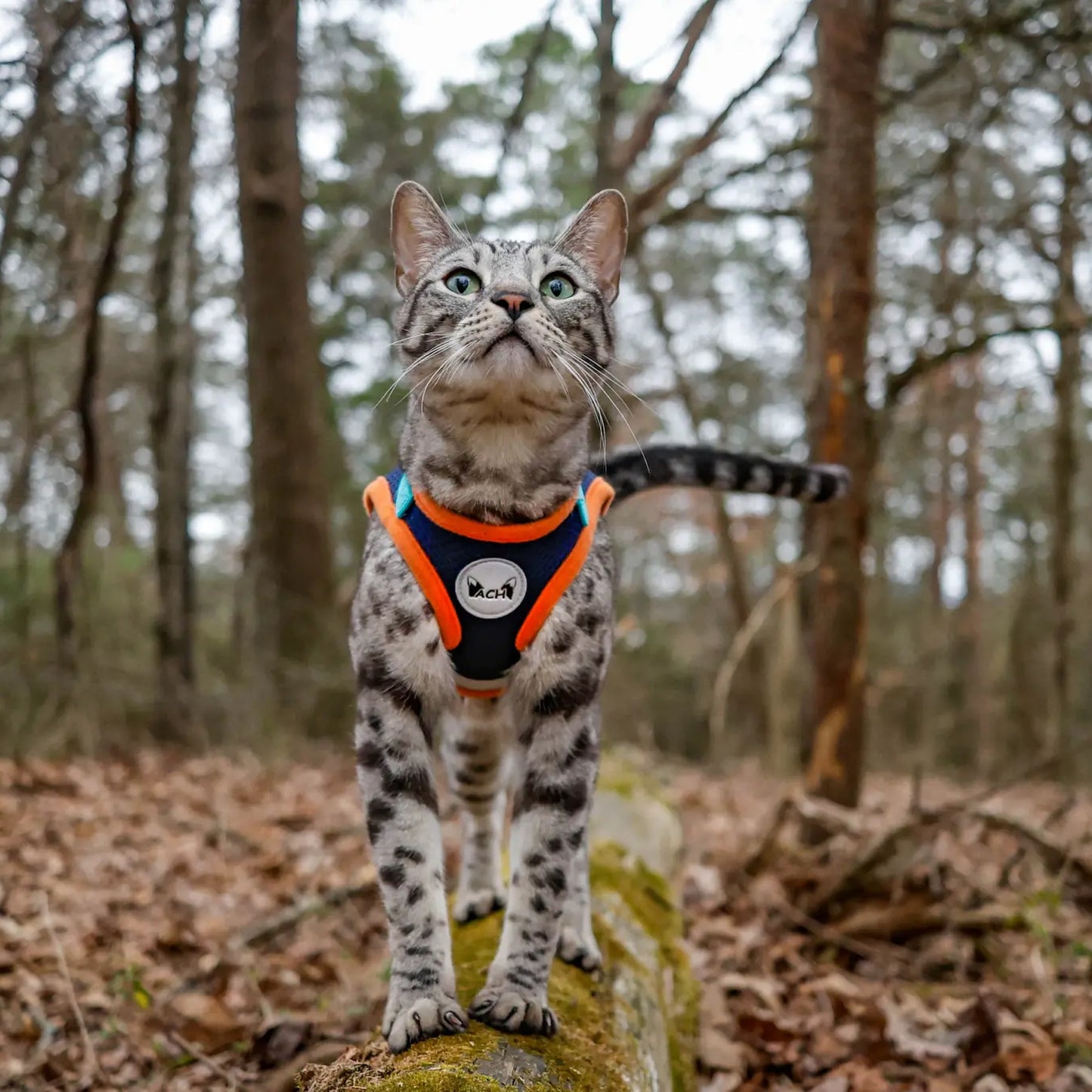 Cat wearing the ACH harness in a forest setting