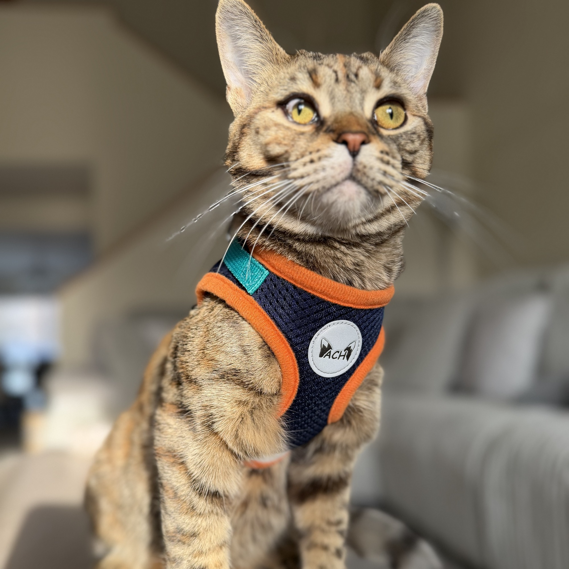 Cat wearing the ACH navy and orange harness indoors