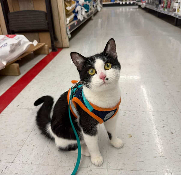 The Adventure Cat Adoption Program
