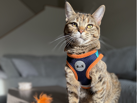 How to harness train your cat in 7 days
