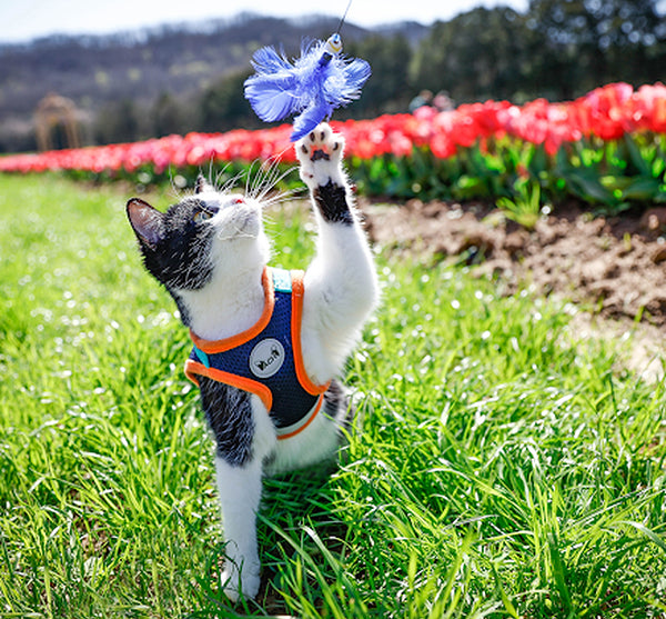 Is my cat too old to be an adventure cat?