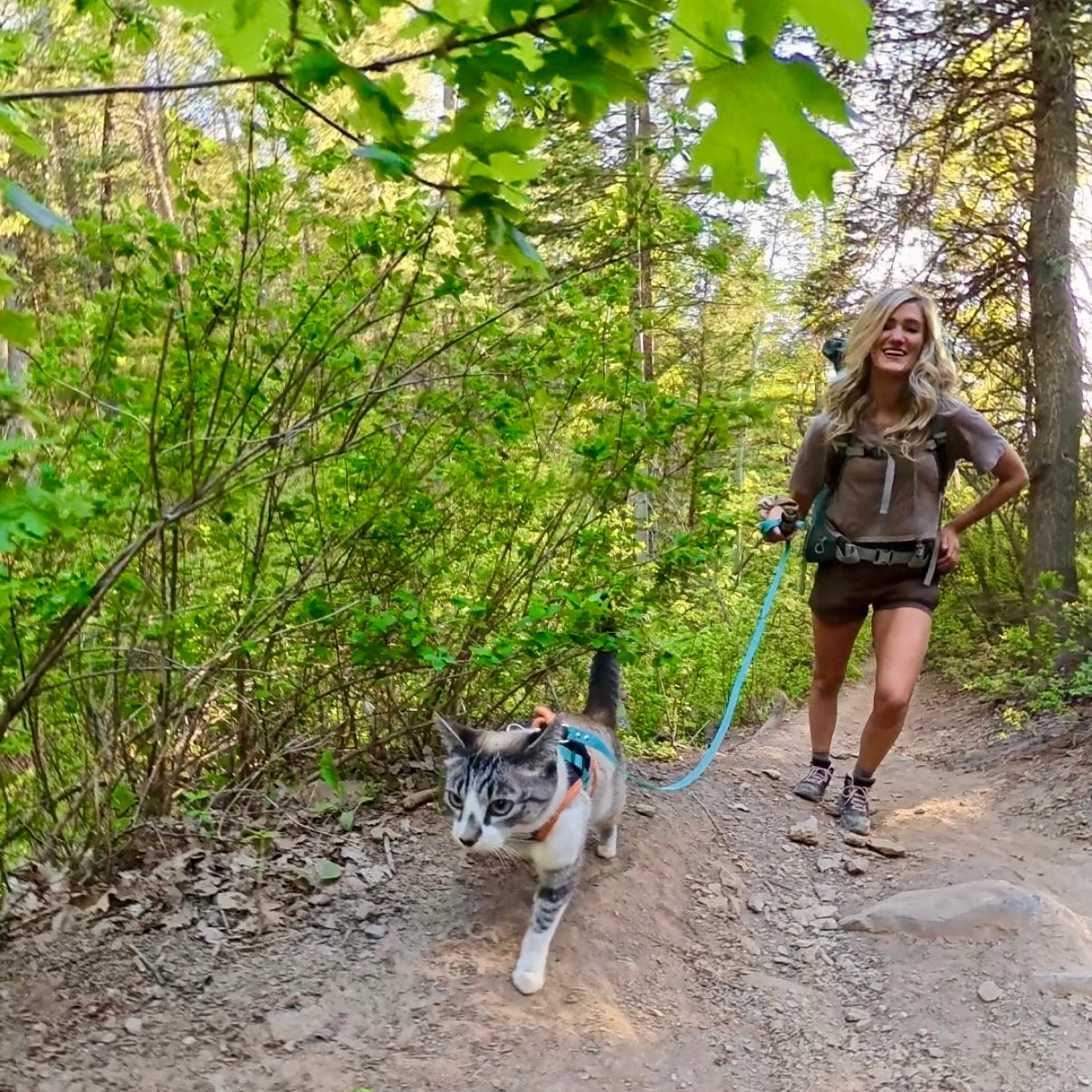 Person walking a cat on the ACH and leash through a forest