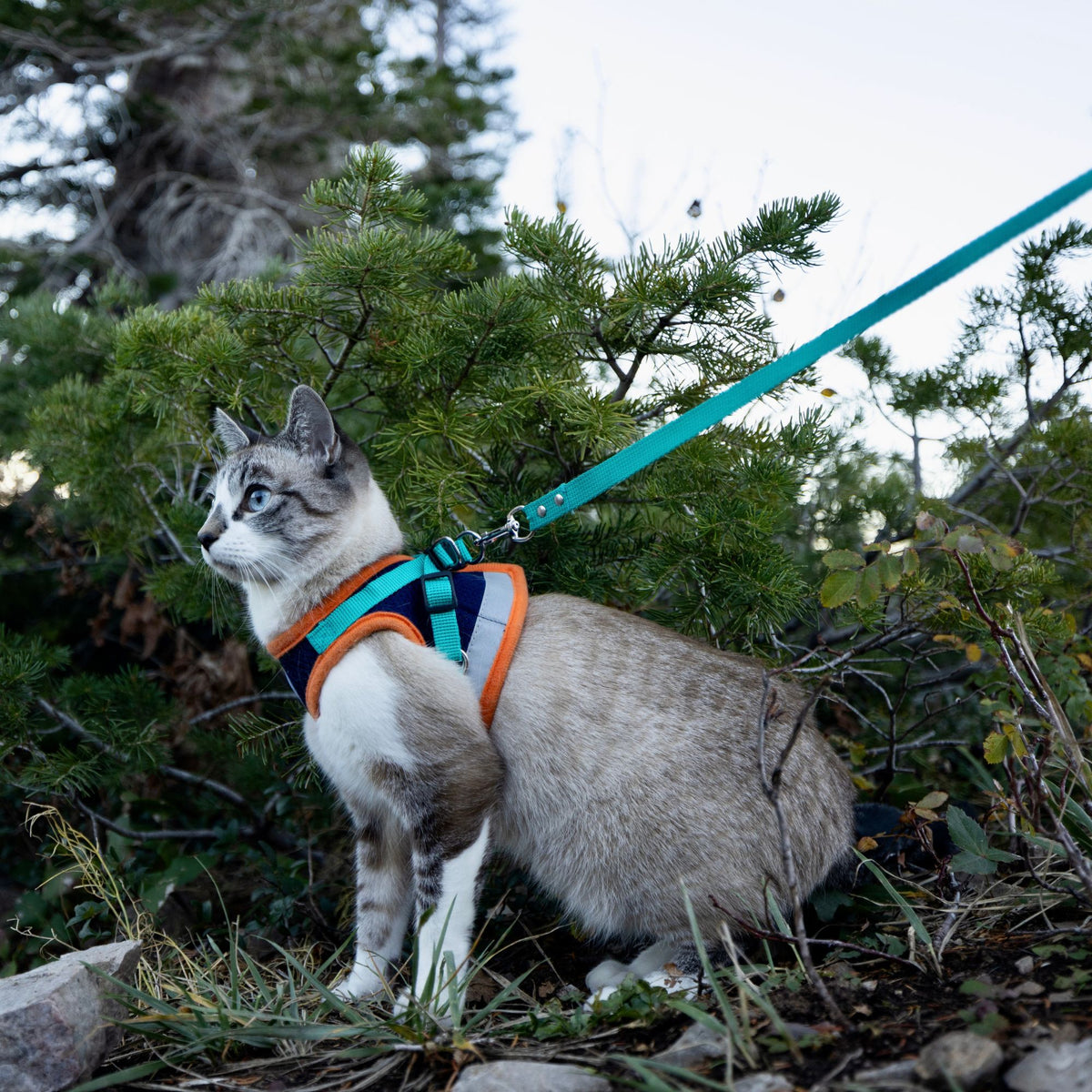 Adventure Cat Harness and Leash Set
