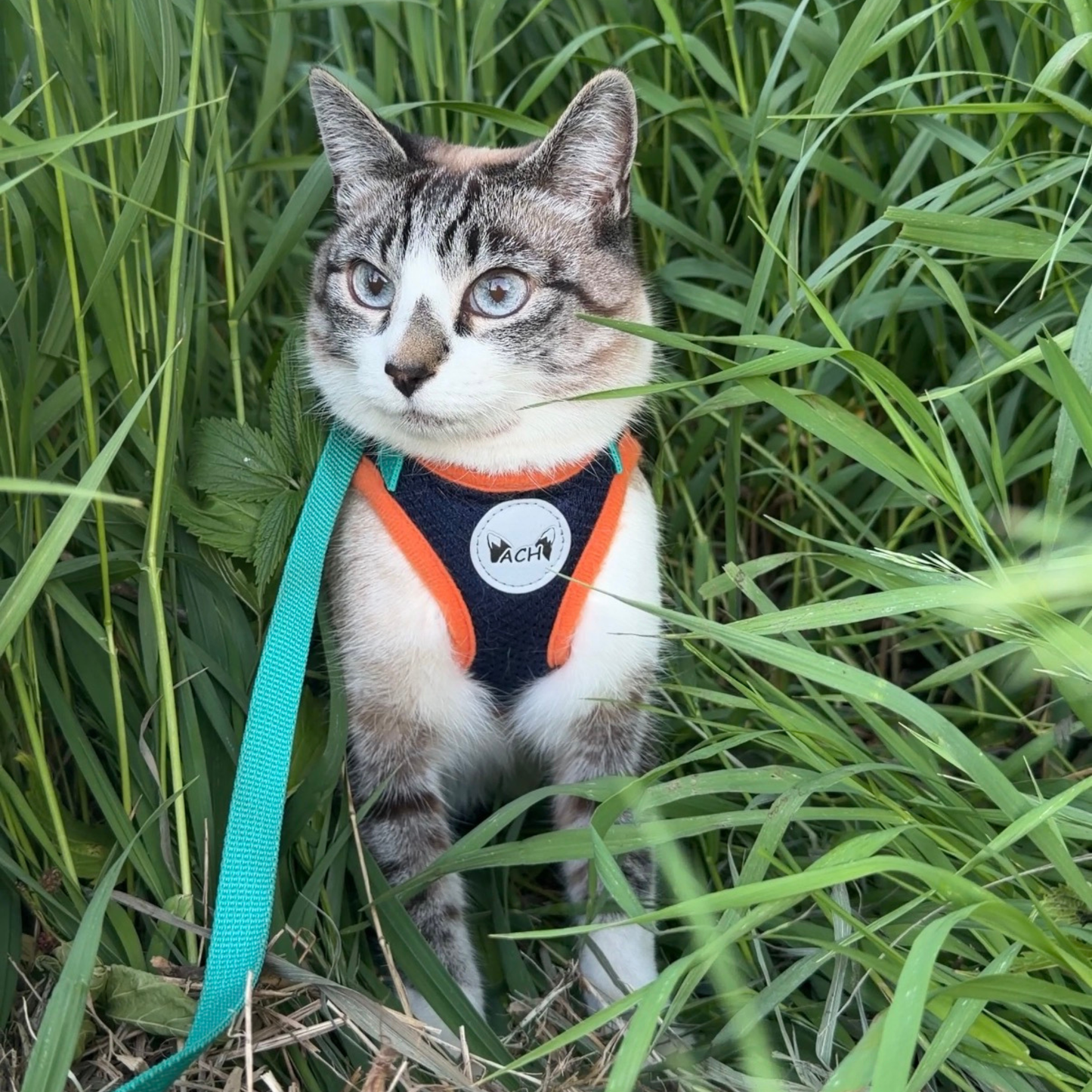 Cat wearing the ACH and leash set in tall grass