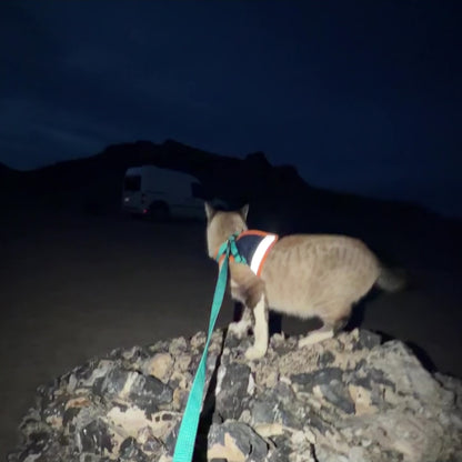 Adventure Cat Harness and Leash Set